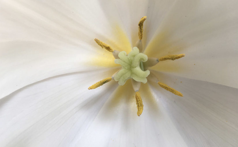 Image Coeur Tulipe