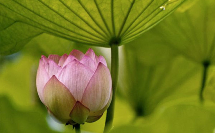 Image Fleur Lotus